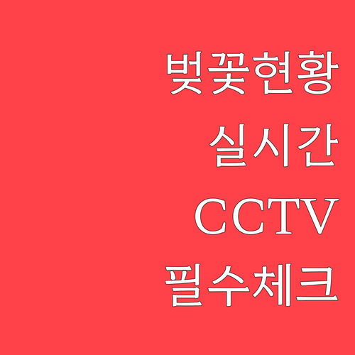벚꽃 나들이 전 필수 체크 실시간 개..