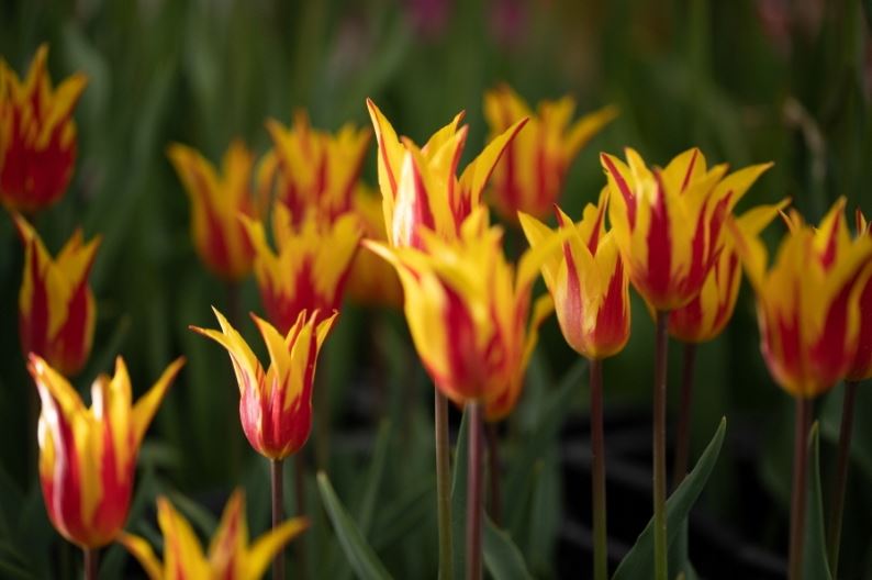 세계 튤립 꽃 박람회란?