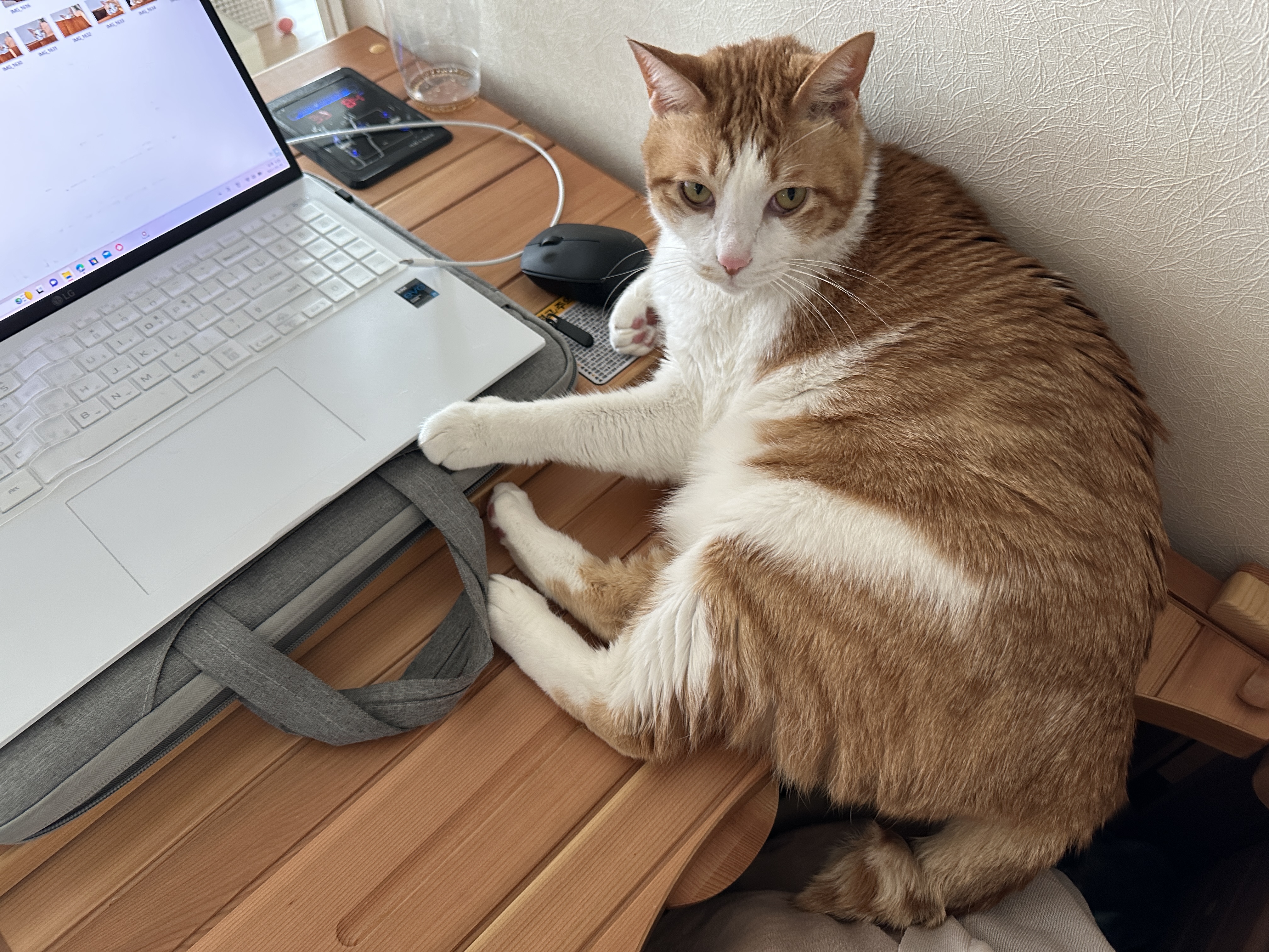 소심한 막둥이가 엄마를 지키는 방법 (feat.긴장해서 코까지 빨개진 막둥이)