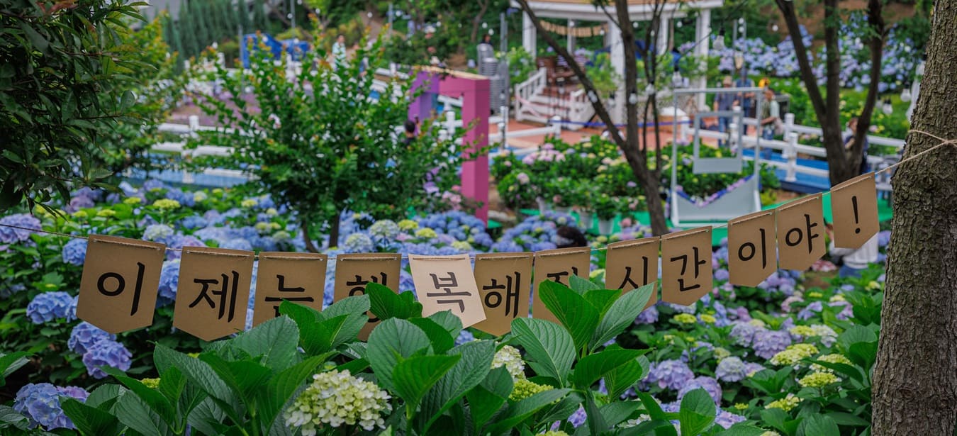 장생포 수국축제 관련 이미지