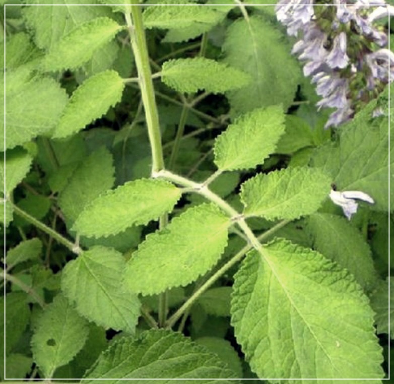 단삼의 효능에 대한 이야기