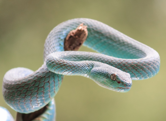 청사가 나뭇가지에 걸터 있는 모습