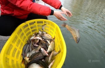 소쿠리의-물고리를-하나씩-바다로-방생하는-모습