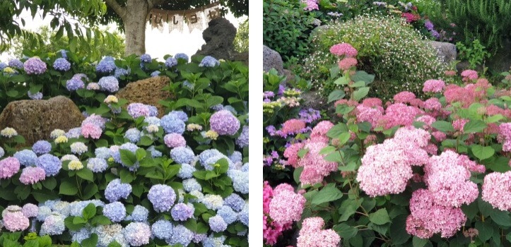 마노르블랑-제주