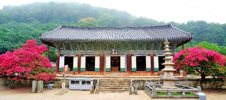 [4월 축제]사계절의 모습이 다 아름다운 고창 선운사❘동백꽃, 홍매화 사진 이벤트