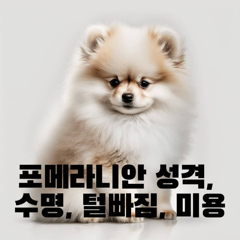 포메라니안 성격&#44; 수명&#44; 털빠짐&#44; 미용