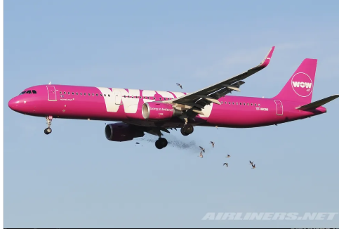 버드스트라이크 - 항공기 사고의 원인