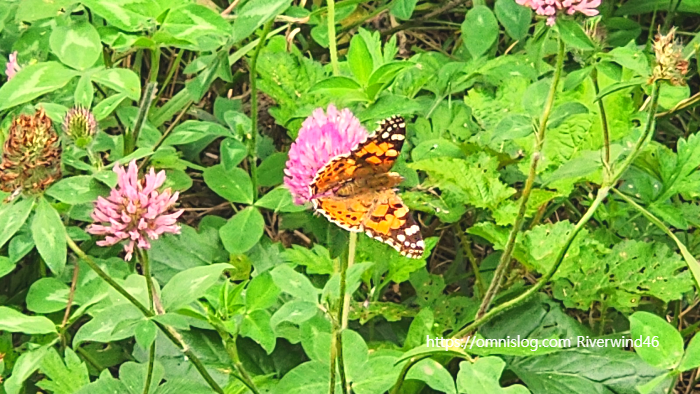 작은 멋쟁이 나비(painted lady butterfly)