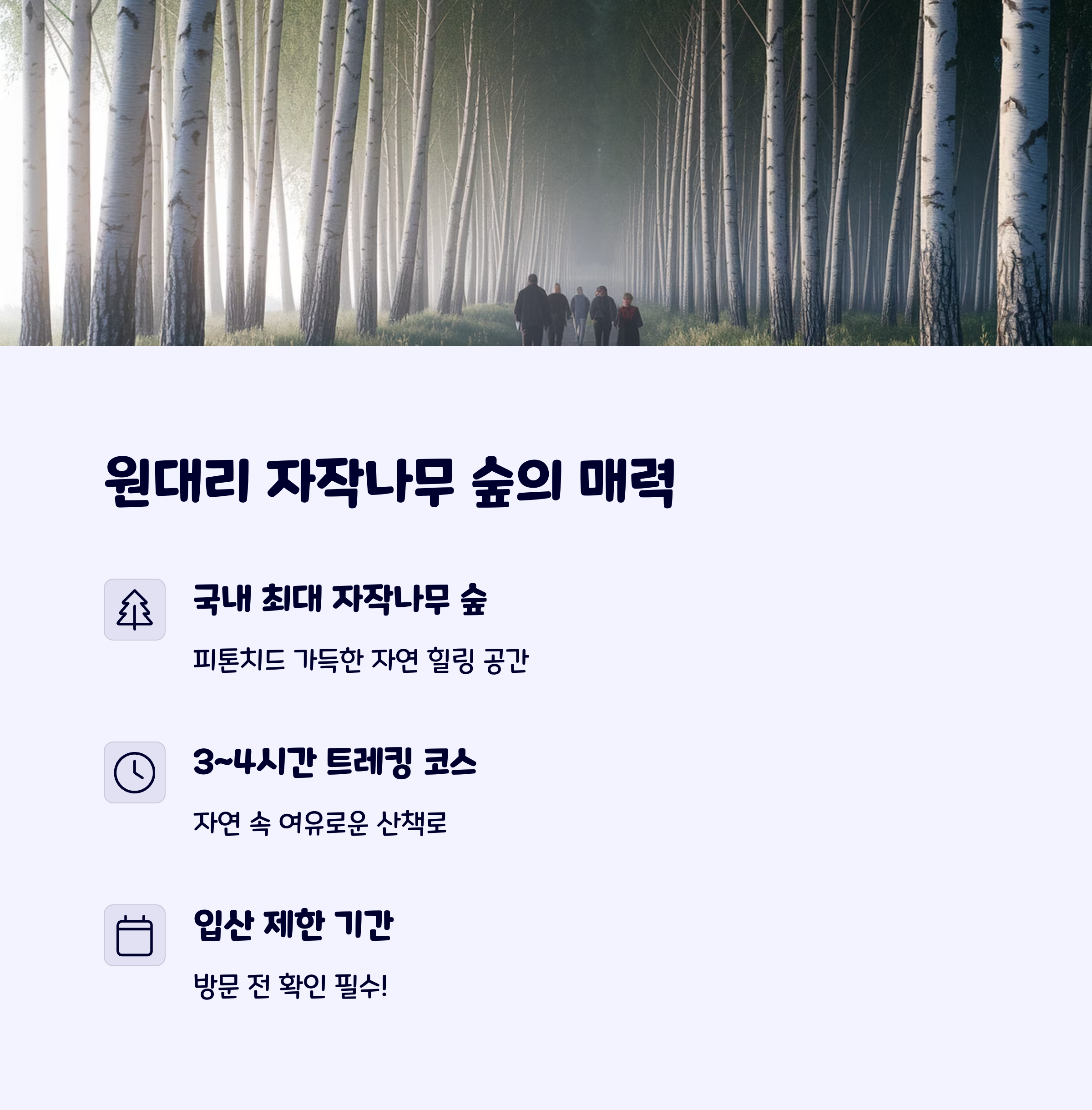 원대리자작나무숲