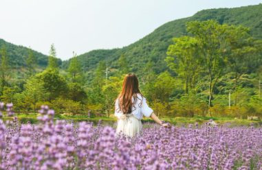 정읍 허브원 라벤더 축제