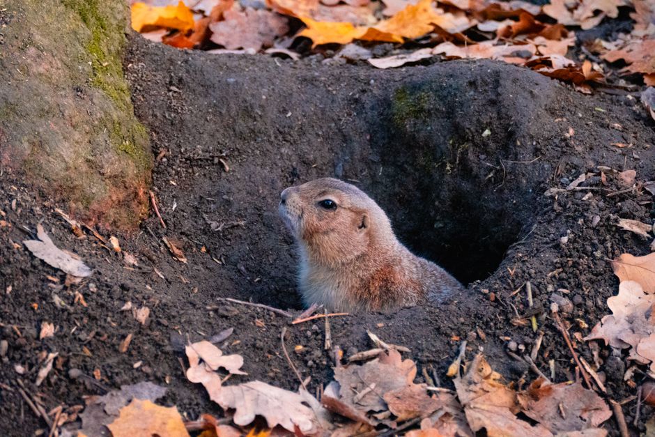 Gopher peeking out from its burrow surrounded by fallen autumn leaves.