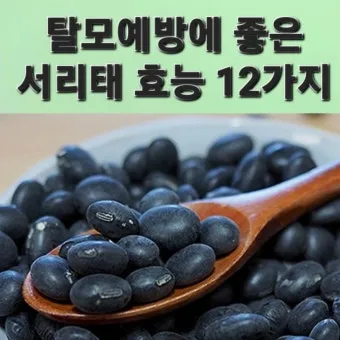 서리태 효능 콩물 만드는방법 수확시기 서리태콩 정보_23