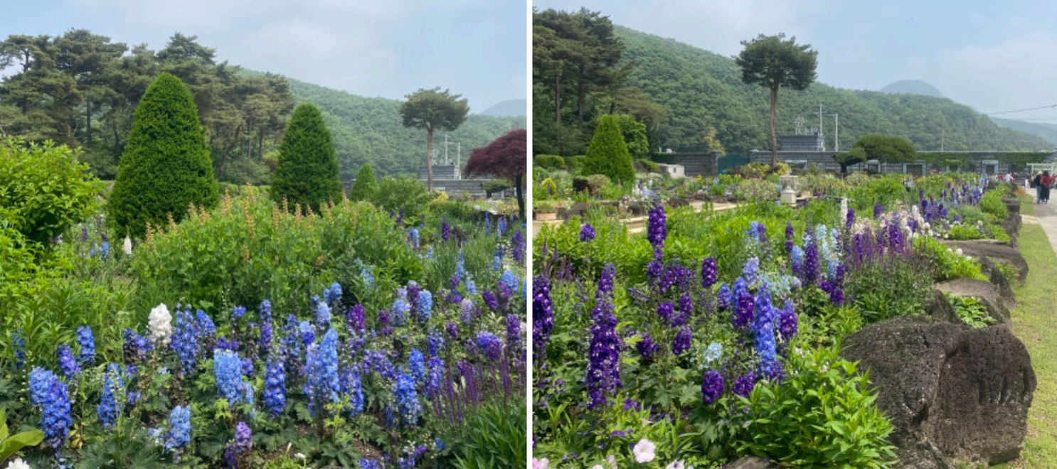 [서울 근교 여행지] 경기도 파주❘벽초지수목원❘드라마 촬영지(빈센조, 구미호뎐, 고백부부, 나의 해방일지)