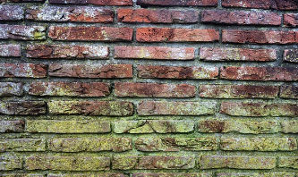 벽지 곰팡이 제거 방법 예방 꿀팁 총 정리