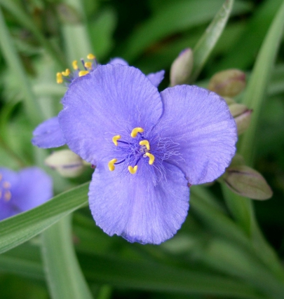 가을에 피는 꽃 자주달개비