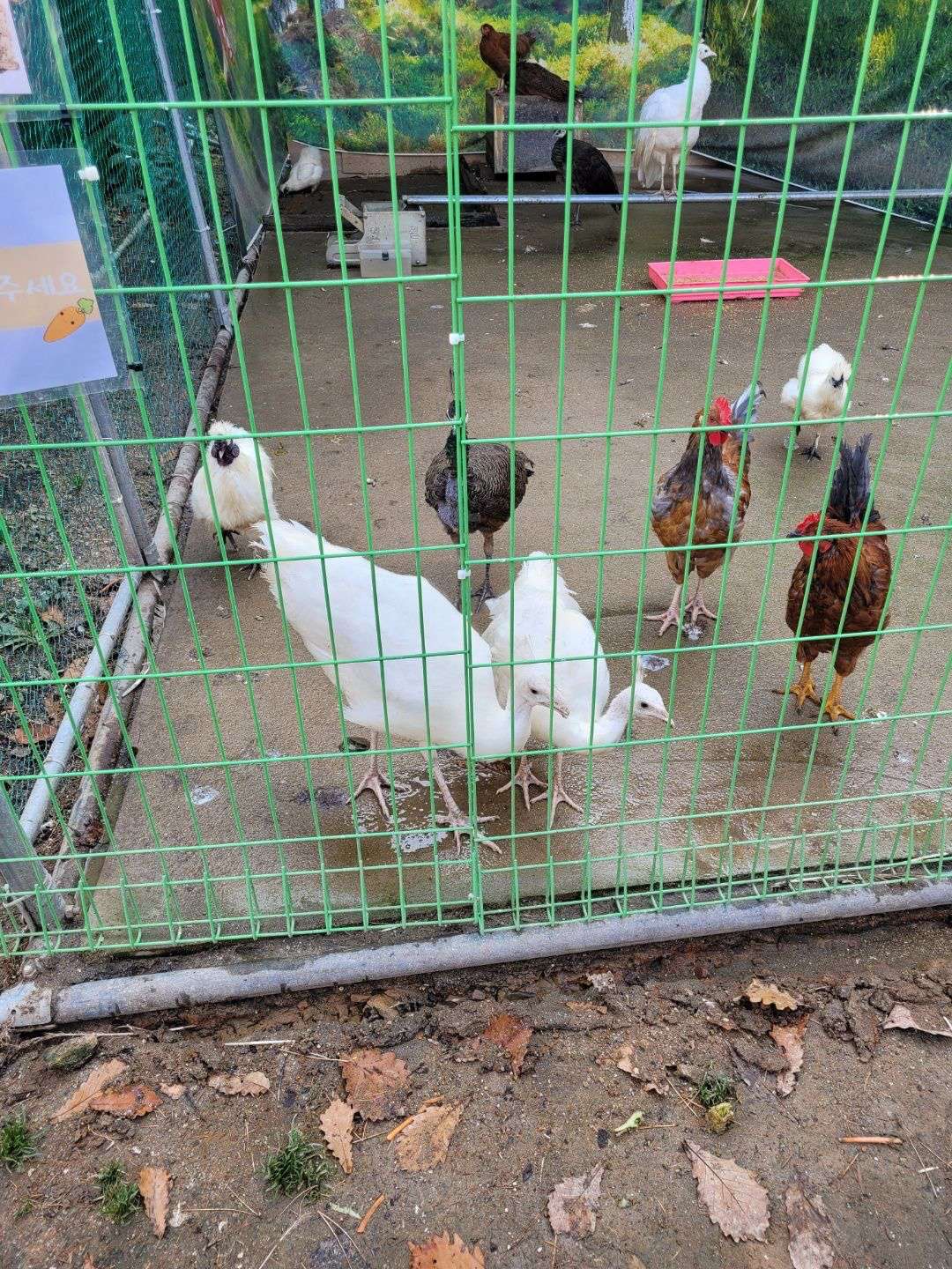 프렌쥬랜드 닭장