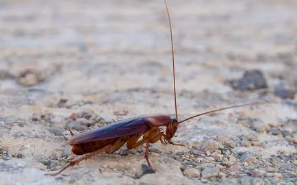 미국바퀴벌레/출처:나무위키