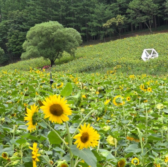 2025 강원도 태백 해바라기 축제 정보, 태백 여행 꿀팁