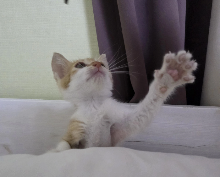 반려동물 예방접종 종류와 접종 시기 총정리