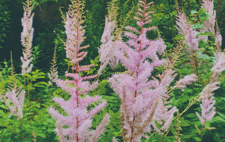 국립한국자생식물원