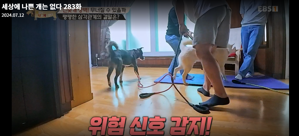 설채현-세상에나쁜개는없다-세나개-283화-진돗개장벽-재방송