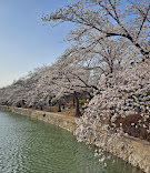경주 벚꽃 축제
