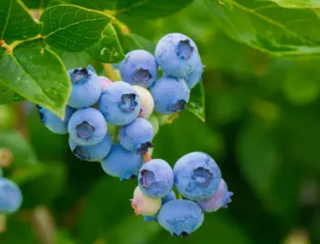 블루베리 가격 및 효능&amp;#44; 영양성분