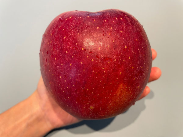 감홍사과 수확기