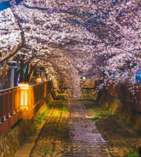 진해 군항제