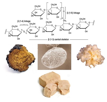 베타글루칸 많인 들은 벗섯 및 바타클루칸 기호