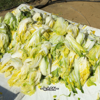 절임배추 20kg 몇포기