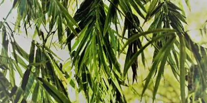 식물이 인간을 치료한다 약효가 뛰어난 희귀한 치유 식물들