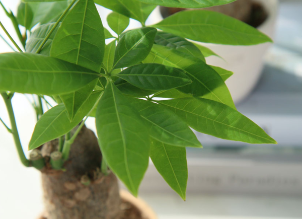 공기정화 식물 파키라