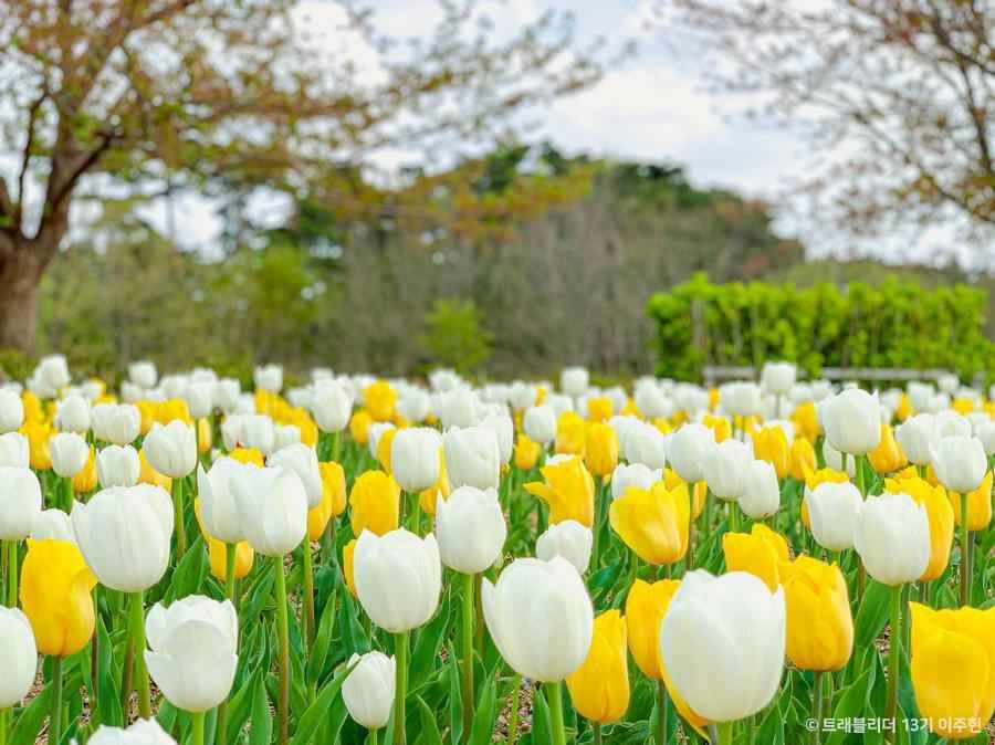 경포플라워가든