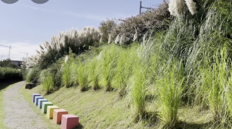 가을에 꼭 가야 하는 억새 명소