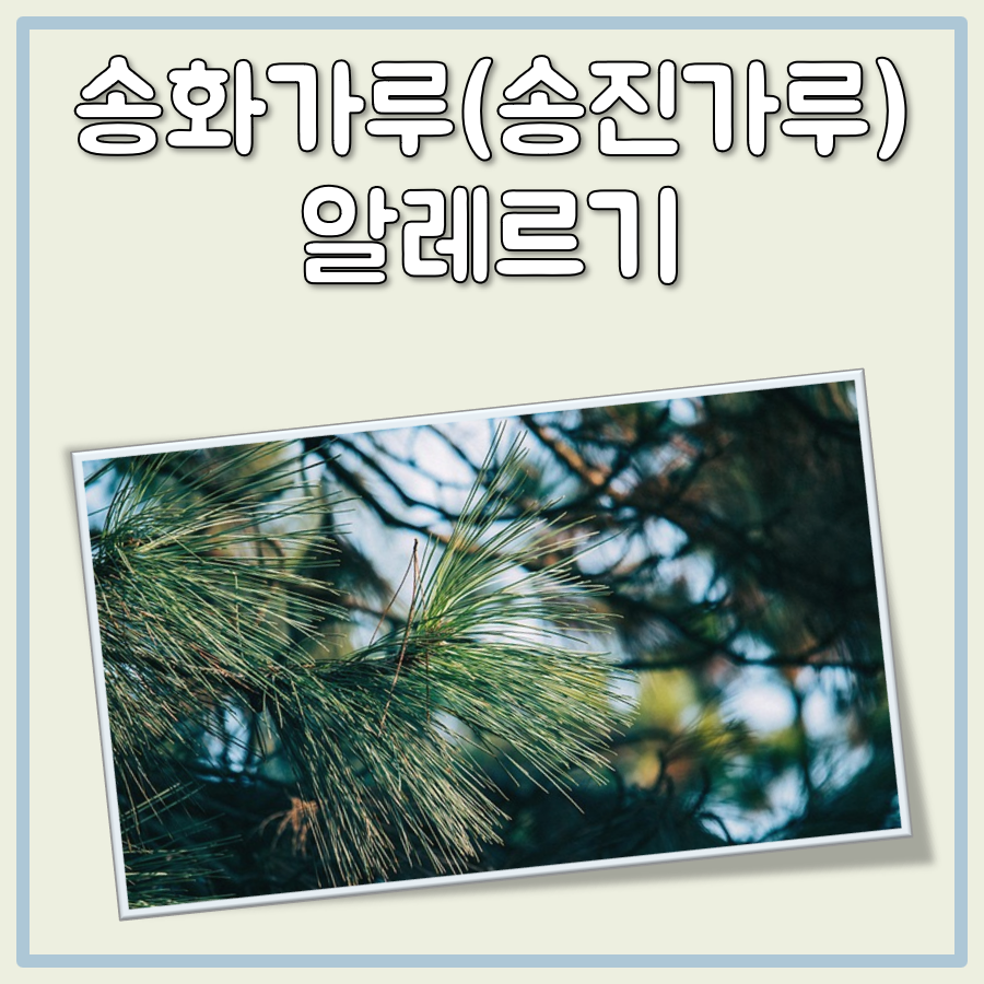 송화가루(송진가루) 날리는 시기와 시간, 그리고 알레르기 주의사항 대표 이미지