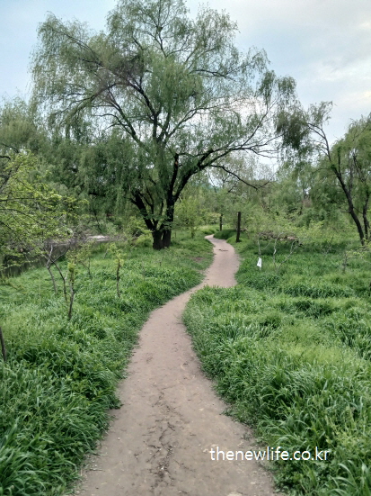 서울 샛강생태공원의 흙길을 따라 늘어진 버드나무 아래 맨발걷기 좋은 길