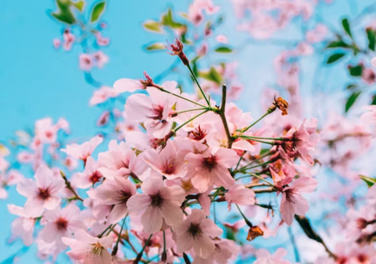 보은 벚꽃길 축제