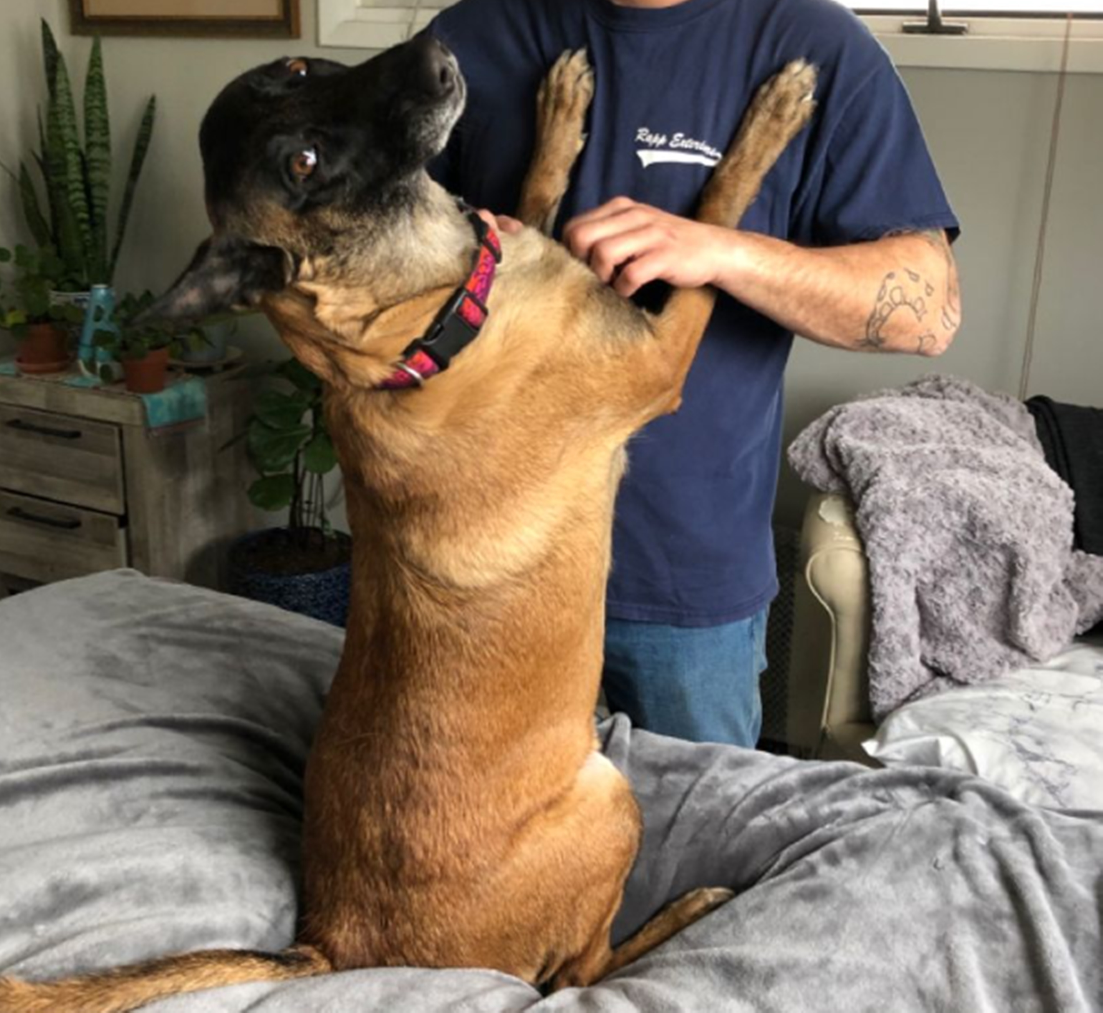 강아지다리마사지