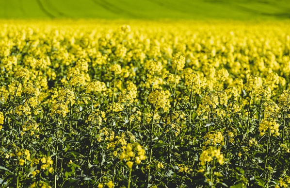 포천=제주도? 왕방공원 유채꽃 만개 (중년여행지, 자연명소, 봄꽃여행)