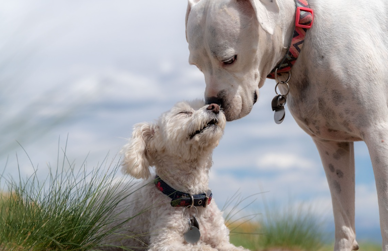 2023년 개띠 운세