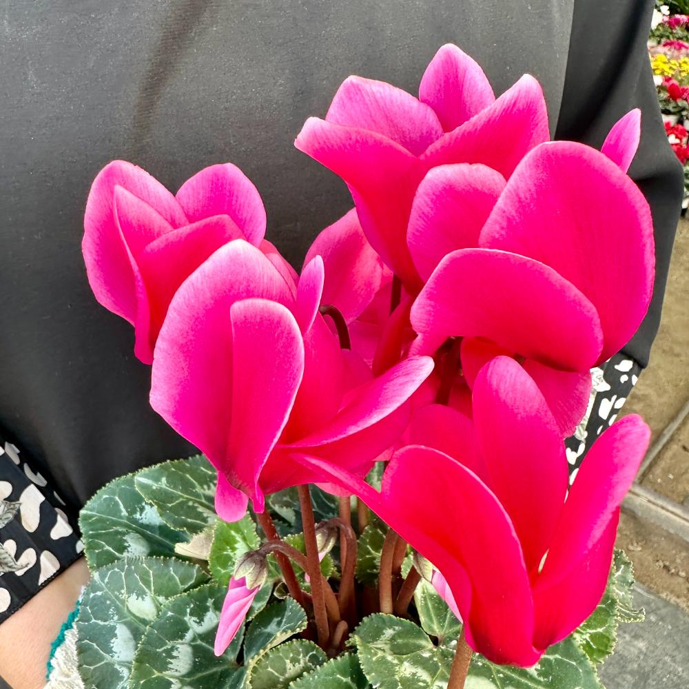 시클라멘 꽃말 월동온도 키우는 방법