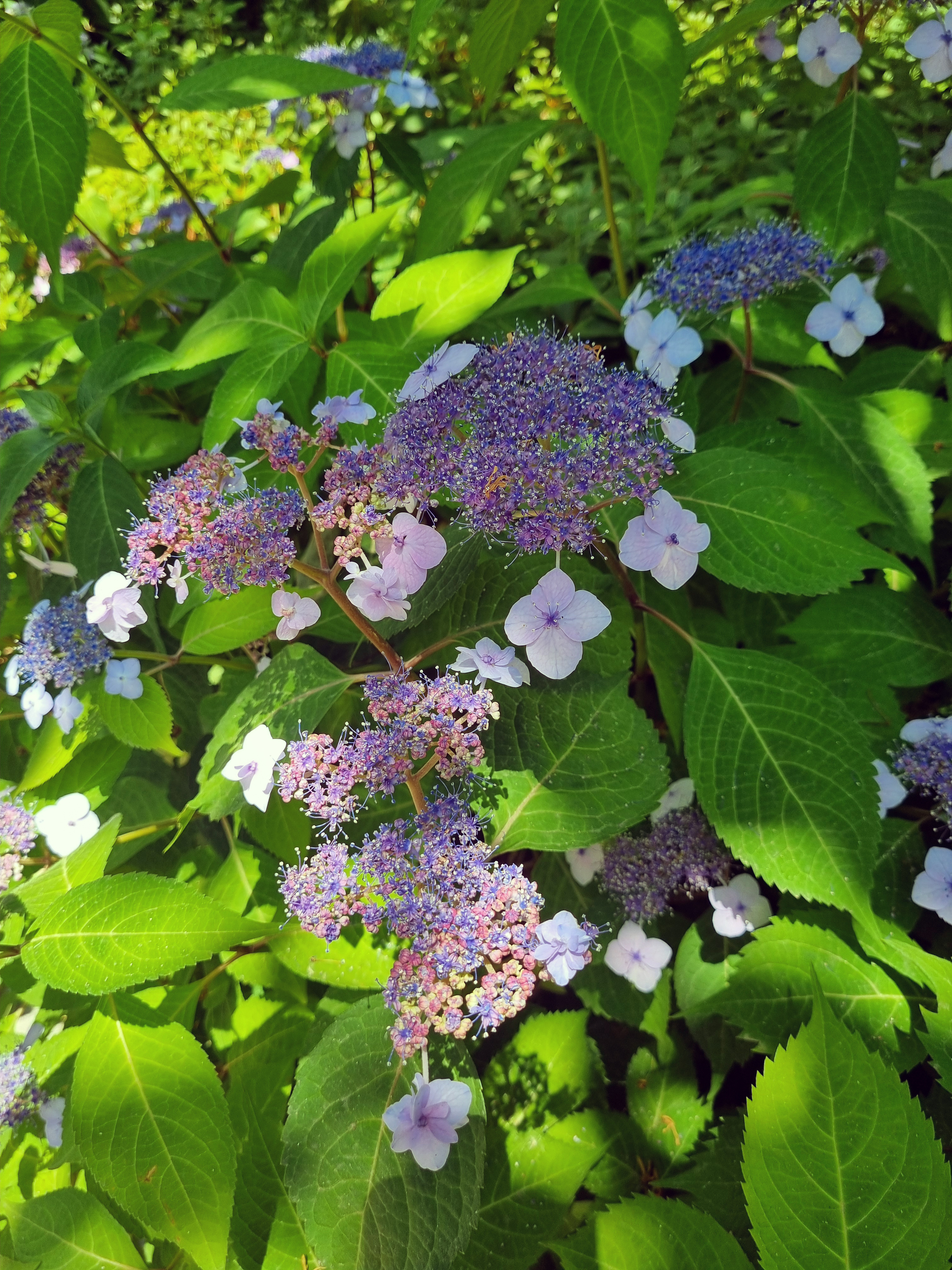 보라빛 산수국