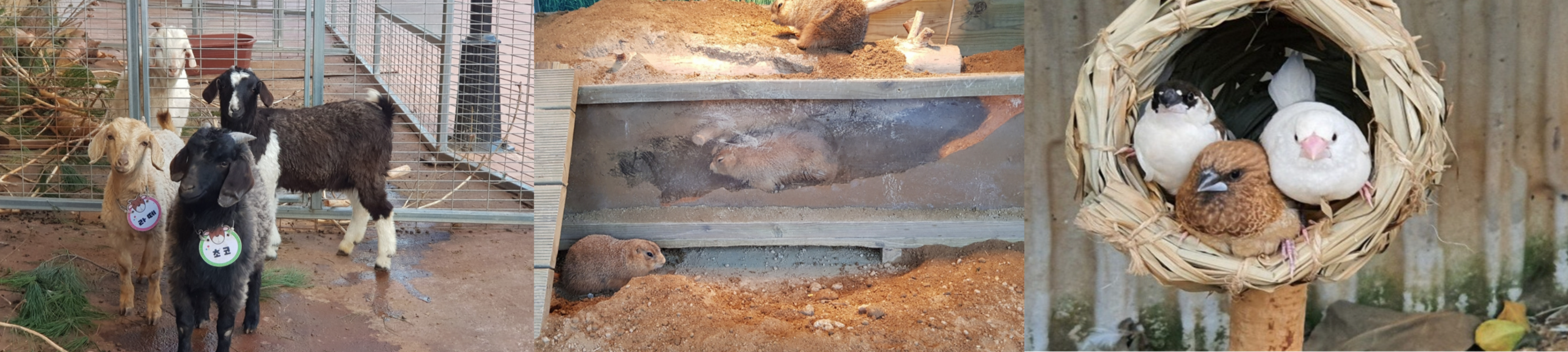 파주