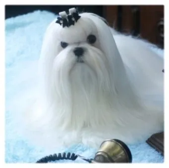 말티즈 성격 분양 가격 수명 장점 단점_6