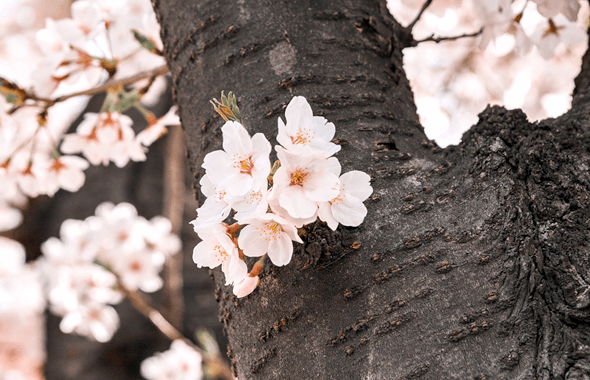 여의도 벚꽃 축제