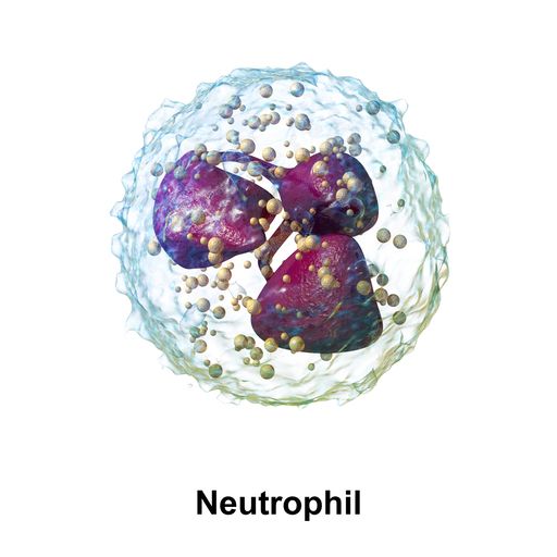 Neutrophil 수치