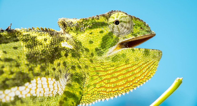 이구아나의 성격과 사람과의 교감 가능성