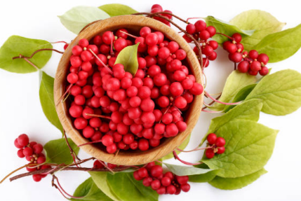 오미자 효능, 부작용, 수확시기 총정리 (2024ver)