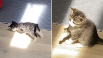 "고양이